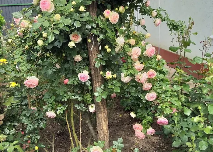 Vendégház Róna Hajdúszoboszló